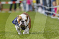 FEATURE: Mopsrennen in Wernau