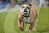 FEATURE: Mopsrennen in Wernau