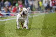 FEATURE: Mopsrennen in Wernau