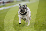 FEATURE: Mopsrennen in Wernau