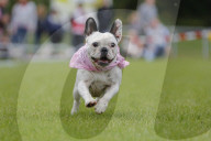 FEATURE: Mopsrennen in Wernau