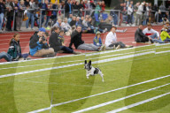 FEATURE: Mopsrennen in Wernau