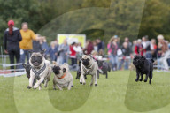 FEATURE: Mopsrennen in Wernau