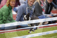 FEATURE: Mopsrennen in Wernau