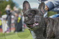 FEATURE: Mopsrennen in Wernau