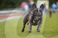 FEATURE: Mopsrennen in Wernau