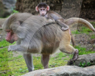 FEATURE: Mantelpavian Äffchen Juju im Zoo von Melbourne