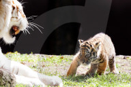 FEATURE: Der kleine Tiger Kai macht seine ersten Schritte