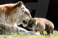 FEATURE: Der kleine Tiger Kai macht seine ersten Schritte