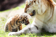 FEATURE: Der kleine Tiger Kai macht seine ersten Schritte