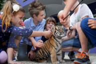 FEATURE: Der kleine Tiger Kai macht seine ersten Schritte