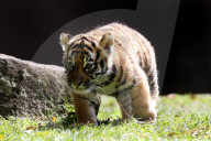 FEATURE: Der kleine Tiger Kai macht seine ersten Schritte