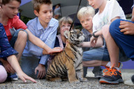 FEATURE: Der kleine Tiger Kai macht seine ersten Schritte