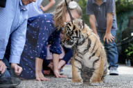 FEATURE: Der kleine Tiger Kai macht seine ersten Schritte
