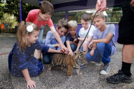 FEATURE: Der kleine Tiger Kai macht seine ersten Schritte