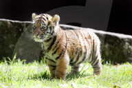 FEATURE: Der kleine Tiger Kai macht seine ersten Schritte