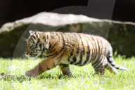 FEATURE: Der kleine Tiger Kai macht seine ersten Schritte