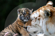 FEATURE: Der kleine Tiger Kai macht seine ersten Schritte