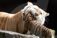FEATURE: Der kleine Tiger Kai macht seine ersten Schritte