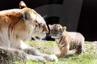 FEATURE: Der kleine Tiger Kai macht seine ersten Schritte