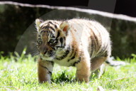 FEATURE: Der kleine Tiger Kai macht seine ersten Schritte