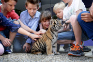 FEATURE: Der kleine Tiger Kai macht seine ersten Schritte