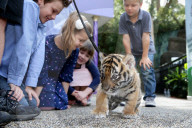 FEATURE: Der kleine Tiger Kai macht seine ersten Schritte