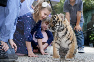 FEATURE: Der kleine Tiger Kai macht seine ersten Schritte