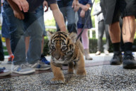 FEATURE: Der kleine Tiger Kai macht seine ersten Schritte