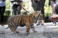 FEATURE: Der kleine Tiger Kai macht seine ersten Schritte