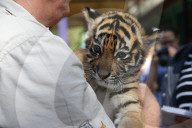 FEATURE: Der kleine Tiger Kai macht seine ersten Schritte