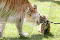 FEATURE: Der kleine Tiger Kai macht seine ersten Schritte