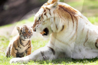 FEATURE: Der kleine Tiger Kai macht seine ersten Schritte