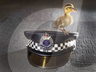 FEATURE: Melbournes Polizei bringt Entenfamilie wieder zusammen