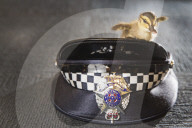 FEATURE: Melbournes Polizei bringt Entenfamilie wieder zusammen