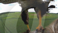 FEATURE: Minikameras machen Adler zu lebenden Drohnen
