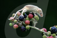 FEATURE: Maus nascht Beeren