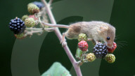 FEATURE: Maus nascht Beeren
