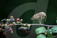FEATURE: Maus nascht Beeren