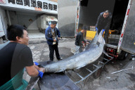 FEATURE: Ein dicker Fang - 300-Kilo Schwertfisch in China