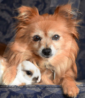 FEATURE: Kümmern sich umeinander: Spitz Maggie und Hase Penny