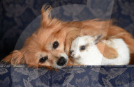 FEATURE: Kümmern sich umeinander: Spitz Maggie und Hase Penny