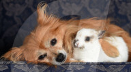 FEATURE: Kümmern sich umeinander: Spitz Maggie und Hase Penny