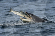 FEATURE: Schlaraffenland: Lachs springt Delfin direkt ins Maul