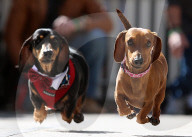 FEATURE: Da fliegen die Ohren: Dackel-Rennen in Melborne