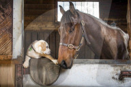 FEATURE: Tierfreundschaft: Hund und Pferd die sich mögen