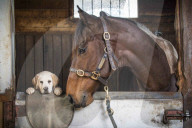 FEATURE: Tierfreundschaft: Hund und Pferd die sich mögen