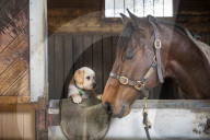 FEATURE: Tierfreundschaft: Hund und Pferd die sich mögen