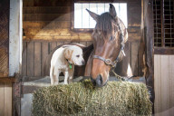 FEATURE: Tierfreundschaft: Hund und Pferd die sich mögen