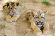 FEATURE: Wenn kleine Tiger spielen